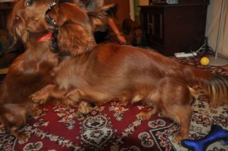 NADIM jamniki Kollapsar